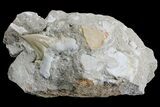 Otodus Shark Tooth Fossil in Rock - Eocene #171292-1